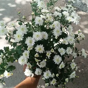 Хризантема, Душанбе