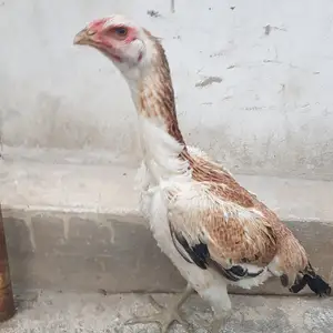 Чучаи саманд, Худжанд