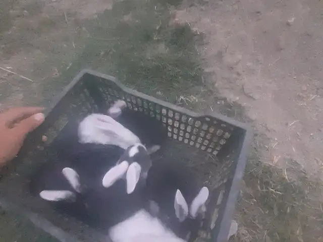 Харгушча, Душанбе