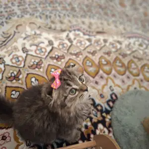 Шотландские котята, Худжанд