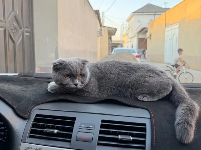Кот, Хуҷанд