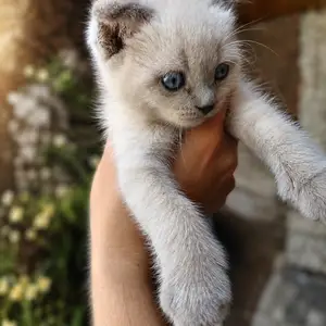 Шотландский вислоухий котёнок, Душанбе