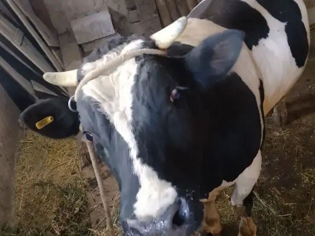 Бука, Душанбе