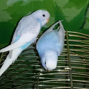 Попугай, Душанбе