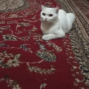 Шотландский кот, Душанбе