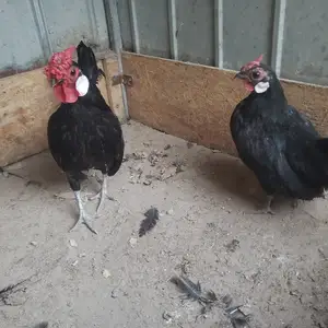 Куры породы бентамки, Душанбе
