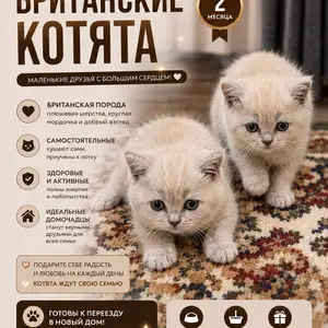 Британские котята, Душанбе