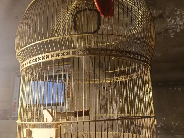 Клетка для птиц, Хуҷанд