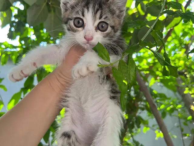 Котята даром, Душанбе