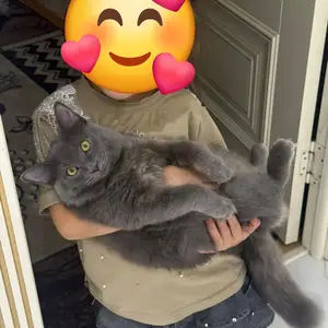Шотландский котенок, Душанбе