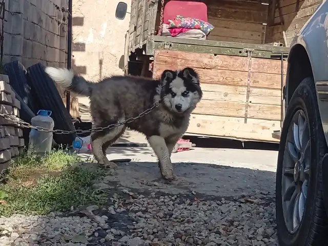 Собака Хаски, Душанбе