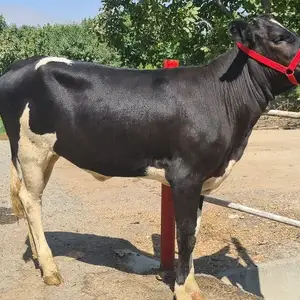 Гов зоти Голштейн, Худжанд