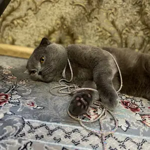 Шотландский кот, Душанбе