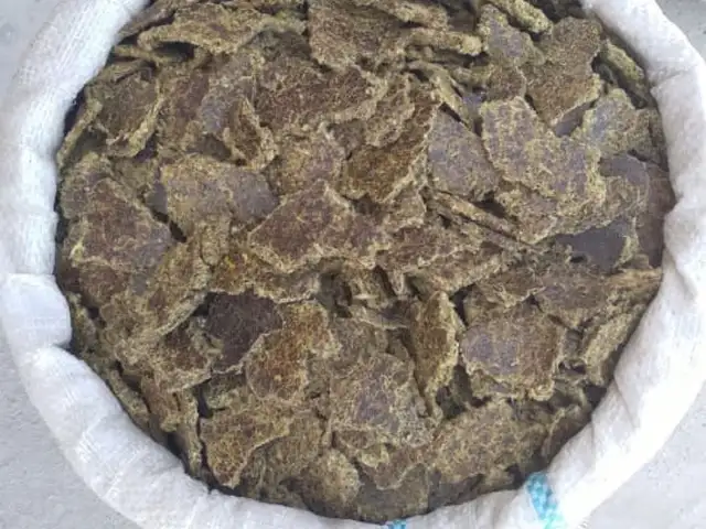 Кунчораи пахта, Душанбе