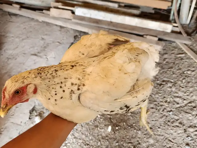 Мург, Хуҷанд