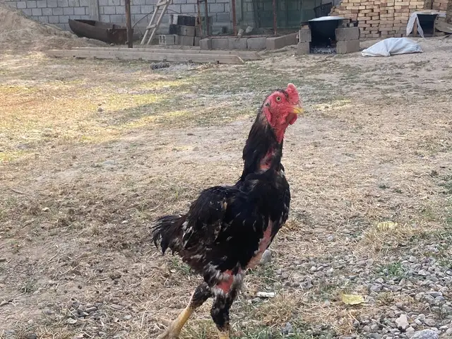 Дакан, Гиссар