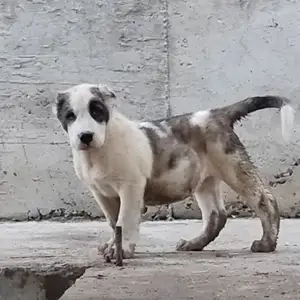 Собака алабай, Худжанд