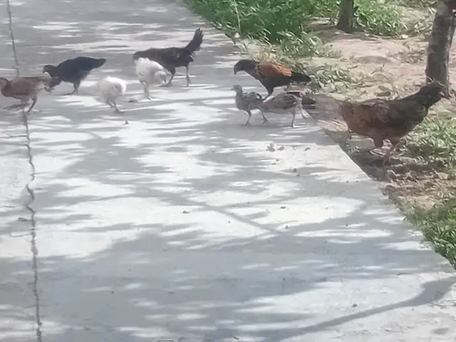 Мург бо чуча, Душанбе