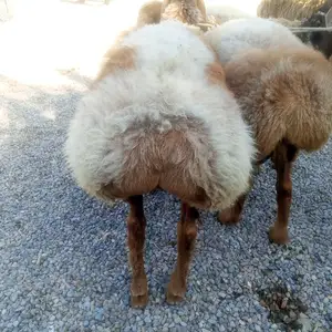 Кушкор, Матча