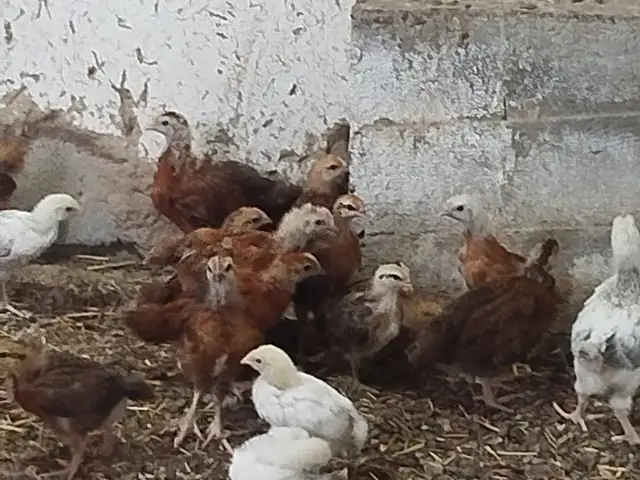 Чучаи мурги ломан браун, Ҳамадонӣ