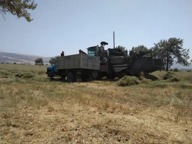 Тухмии юнучка, Ховалинг