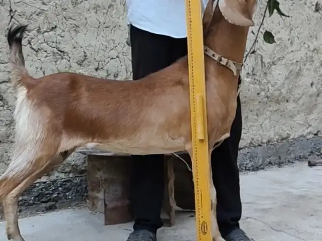 Буз, Худжанд