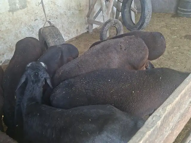 Гусфанд, Душанбе
