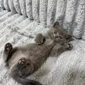 Кошечка, Душанбе