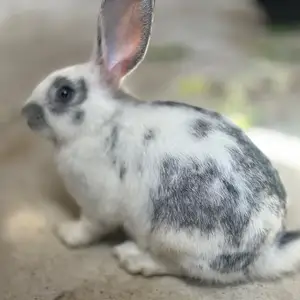 Харгушҳо, Душанбе