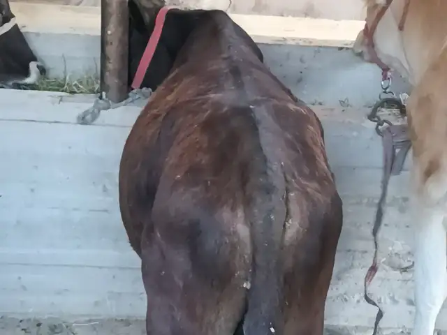 Бука, Душанбе