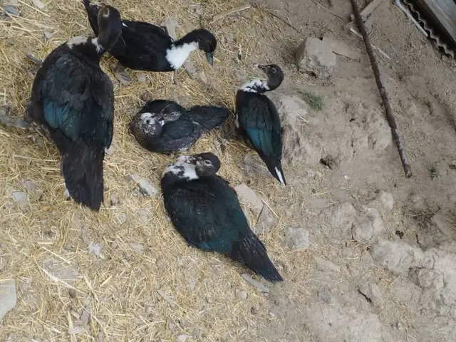 Мургоби, Душанбе
