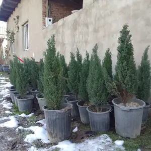 Фосфорная ель, Душанбе