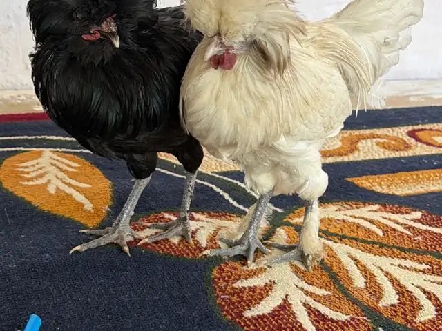 Хуруз, Рудаки