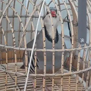 Кабк, Душанбе