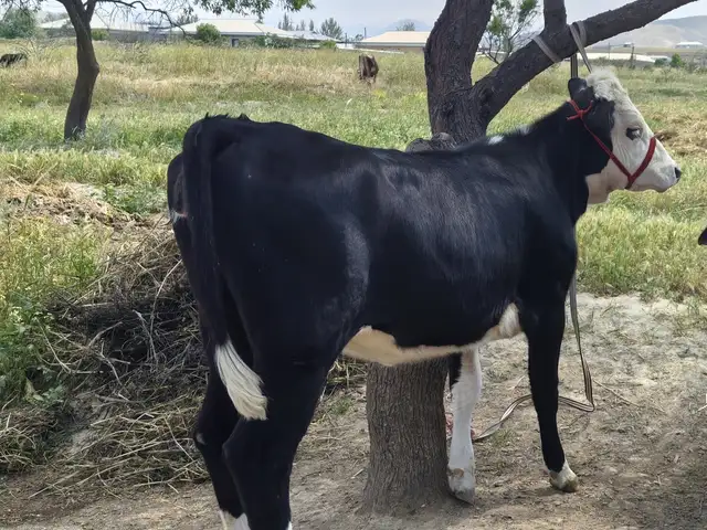 Гуночин, Деваштич (Ганчи)