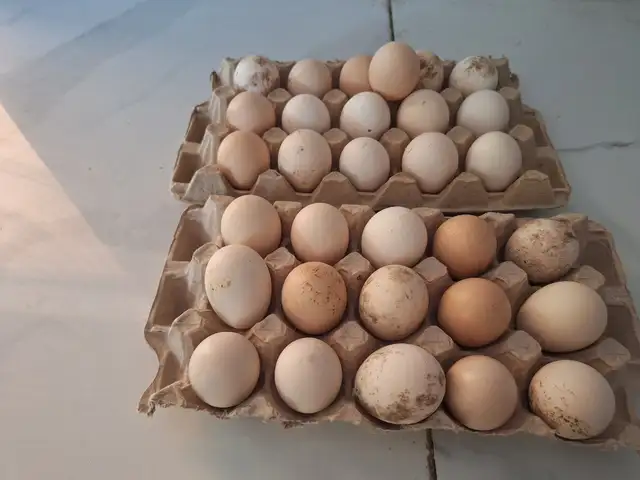 Тухми дакан, Ёвон