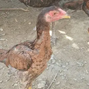 Дакан, Худжанд