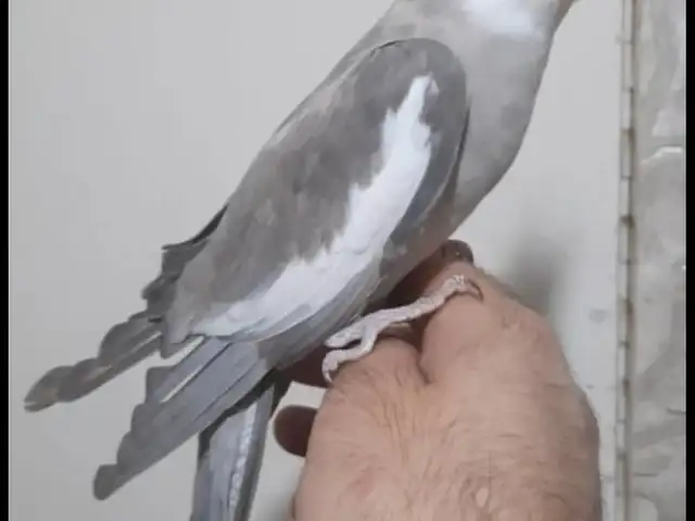 Попугай, Душанбе