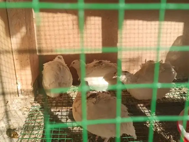 Будана, Душанбе
