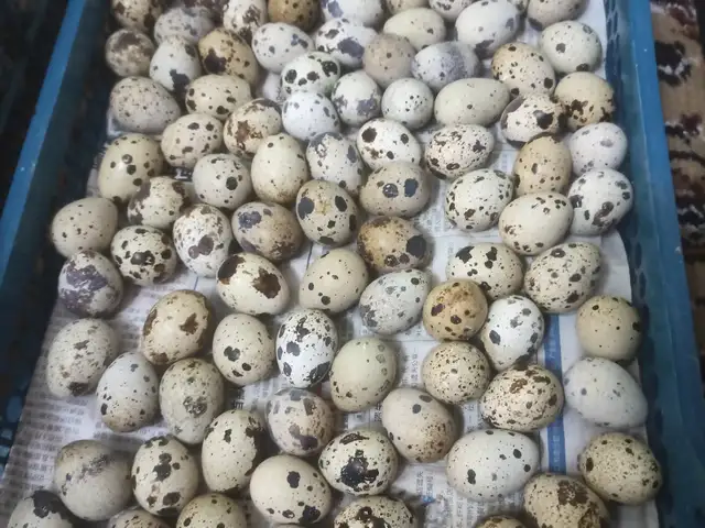 Тухми бедона, Гиссар