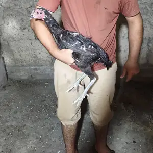 Мокиён Ганой, Душанбе