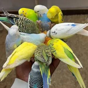 Попугай, Душанбе