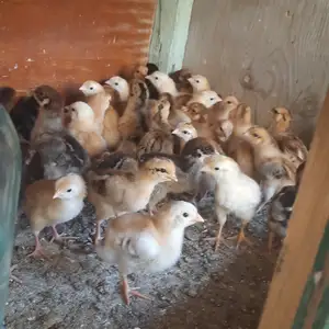 Птицы, Худжанд
