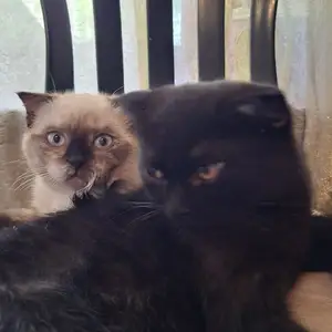 Шотландский вислоухий кот, Душанбе