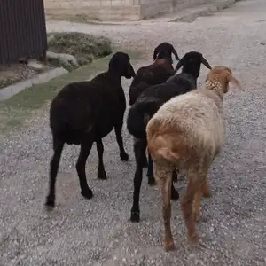 Гуспанд, Гиссар