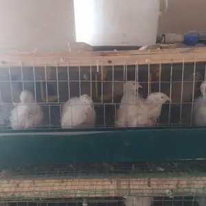 Будана, Душанбе