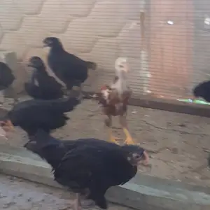 Чуча, Худжанд