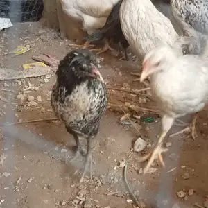 Чучахо, Душанбе