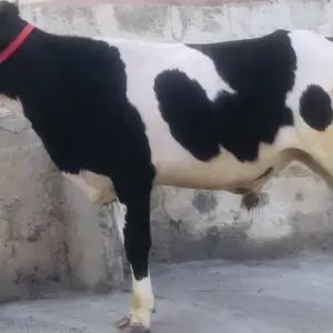 Буқа, Душанбе