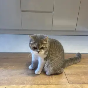 Шотландский котенок, Душанбе